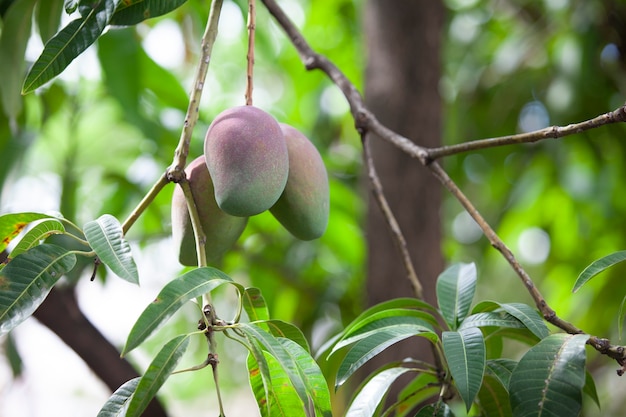 Close up of organic mango fruit on tree