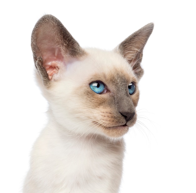 Close-up an Oriental Shorthair kitten, 9 weeks old, looking away