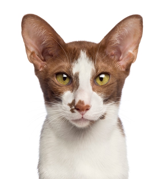 Photo close-up of an oriental shorthair looking