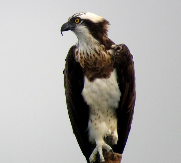 Close-up of osprey