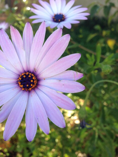 Close-up of osteospermum blooming outdoors