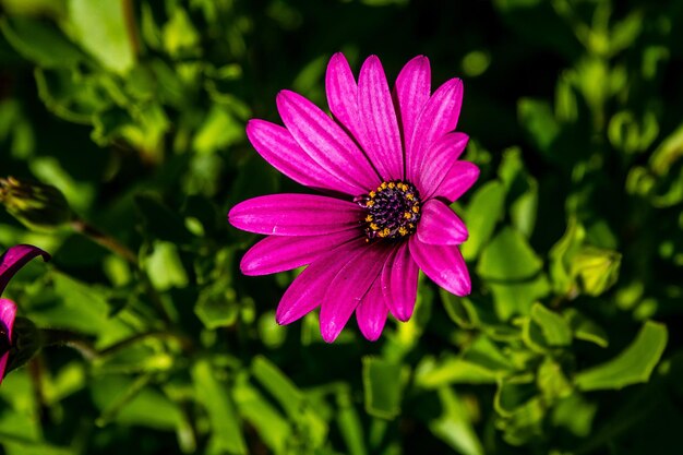 Close-up of osteospermum blooming in park