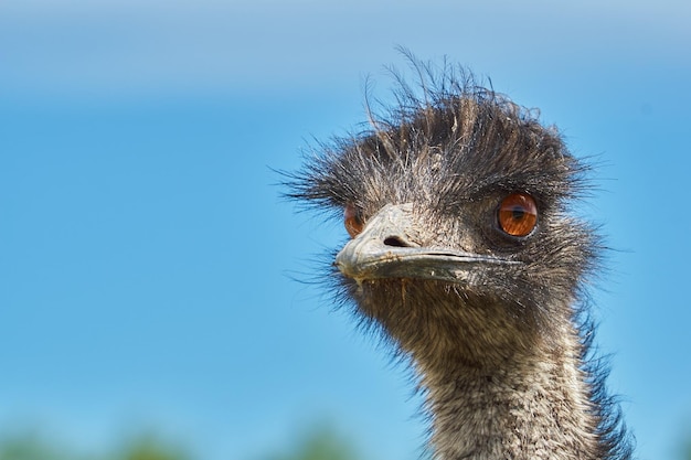 澄んだ青い空を背景にしたオオカミのクローズアップ