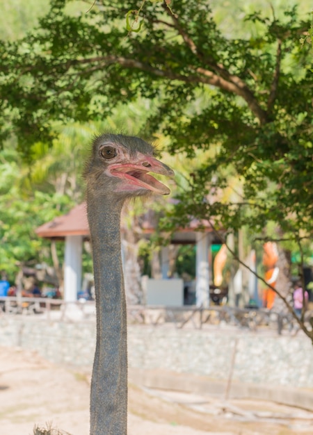 公園でダチョウの鳥の頭と首の正面の肖像画を閉じます。