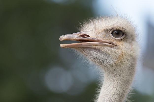 Close-up of ostrich bird