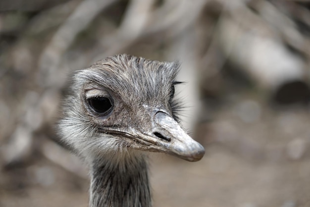 雌オオカミの幼虫が目をそらしているクローズアップ