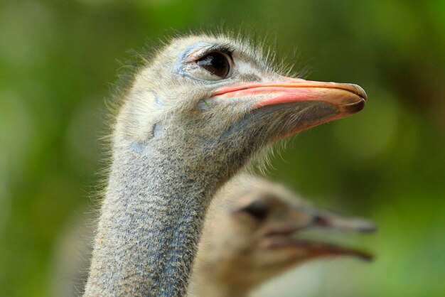 Фото Сближение с лицом страуса на страусовой ферме