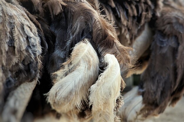 Photo close-up of ostrich feathers