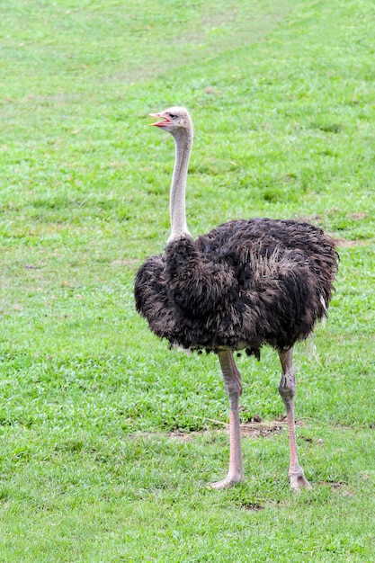 Close up ostrich in garden at thailand