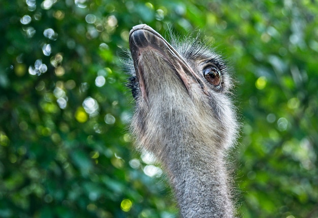 Close up of ostrich head in nature