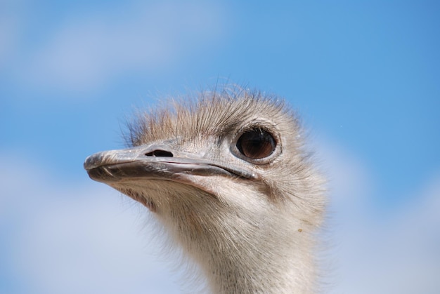 Photo close-up of ostrich looking away against sky