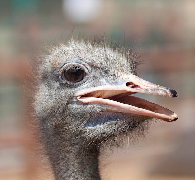 鳥が目をそらしているクローズアップ