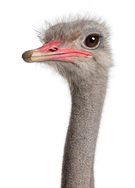 Photo close-up on a ostrich's head on a white isolated