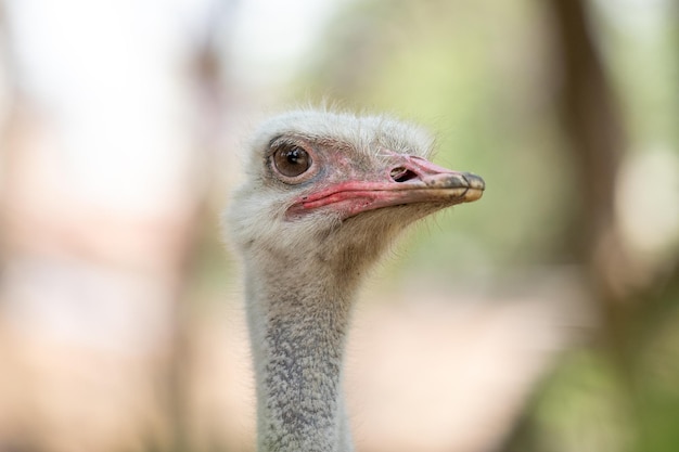 A close up of an ostrich's head