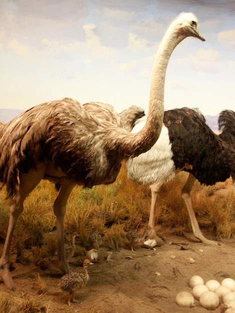 Photo close-up of ostrich standing against sky