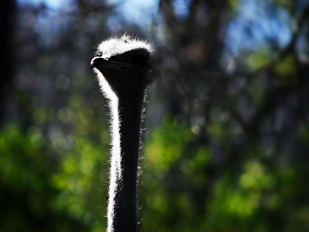 Photo close-up of ostrich at zoo