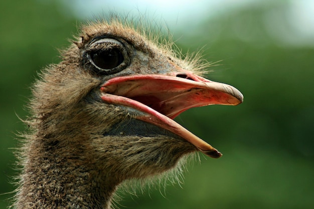 Close-up of ostrich