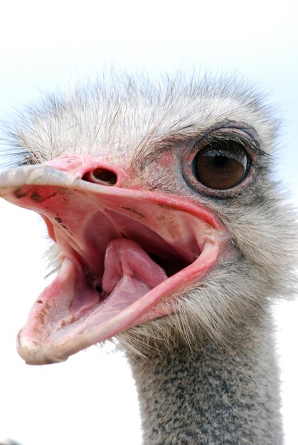 Close-up of ostrich