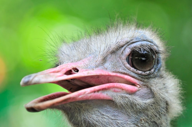 Photo close-up of ostrich