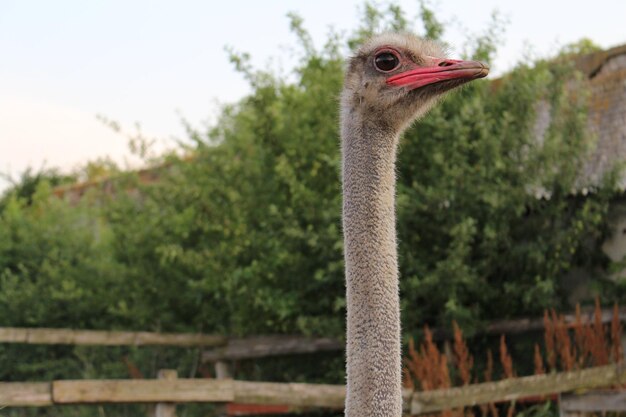 Photo a close up of an ostrich