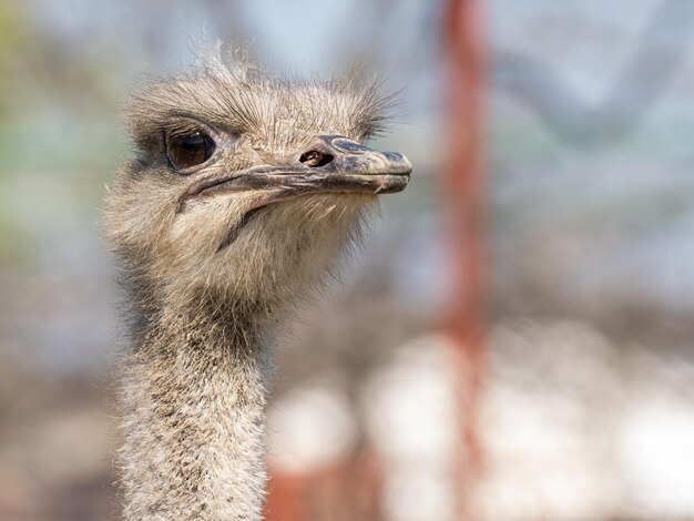 Photo a close up of a ostrichs head and neck