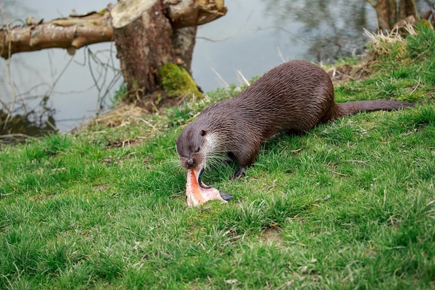 Foto prossimo piano di una lontra che mangia pesce sul campo