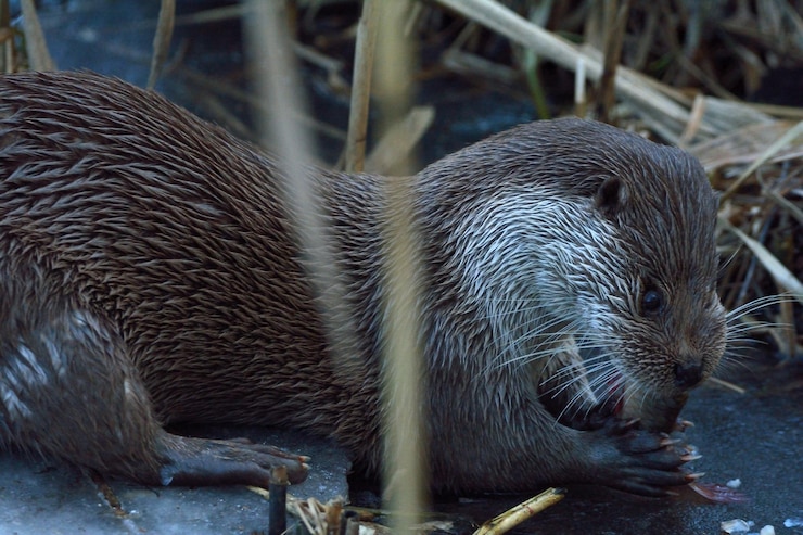 Photo close-up of otter