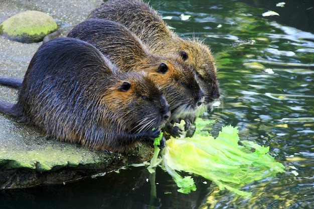 Photo close-up of otter