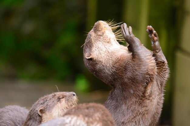 Photo close-up of otter