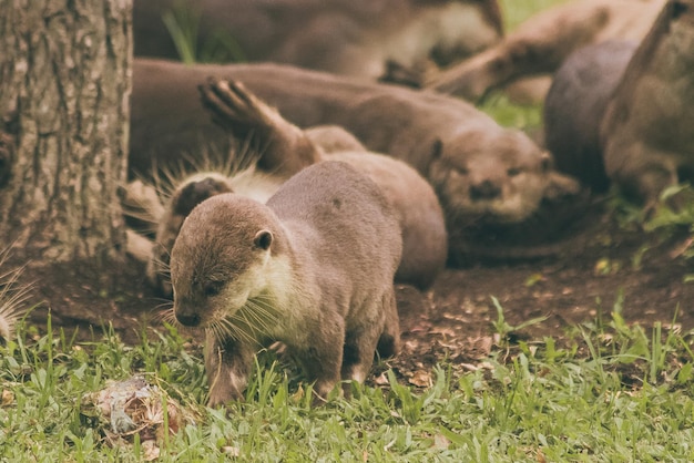 Photo close-up of otters