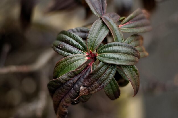 Photo a close-up of an outdoor plant taken with a nikon d3500 dslr with 50mm f18 deep bokeh