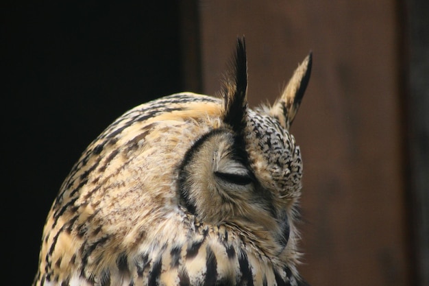 Foto close-up di un uccello gufo