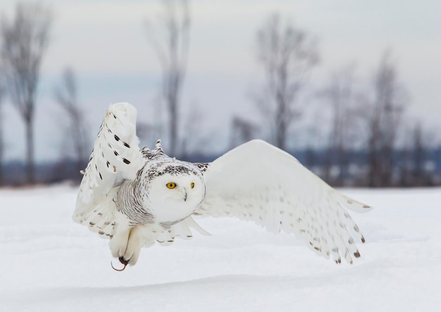 Photo close-up of owl flying