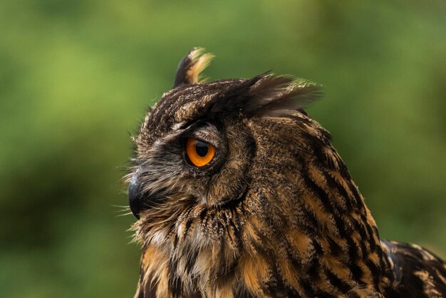 Close-up of a owl looking away