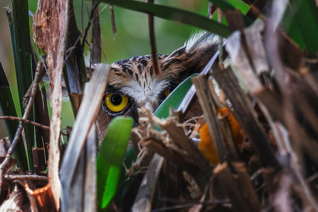 Photo close-up of owl peeking through plants