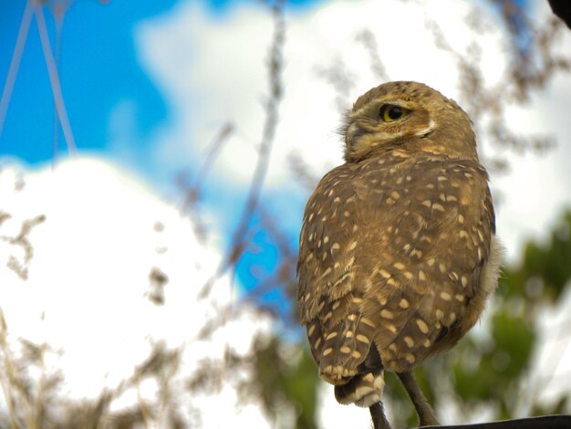 Close-up of owl perching against sky