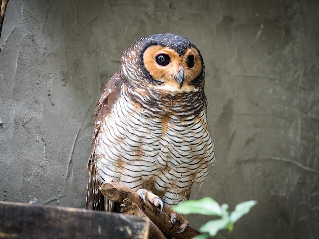 Close-up of owl perching against wall