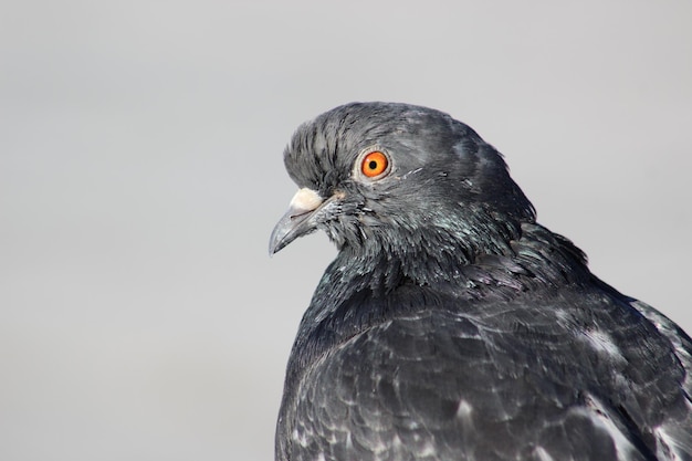 Foto close-up di un gufo appollaiato su un uccello