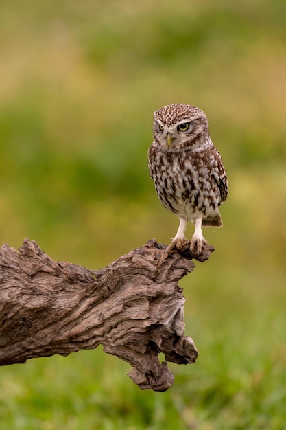 Close-up of owl perching on branch