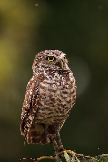 Photo close-up of owl perching on branch