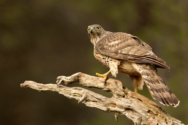 Close-up of owl perching on branch