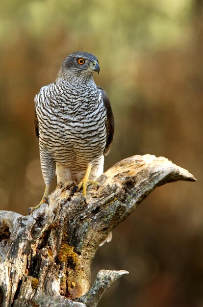 Photo close-up of owl perching on branch