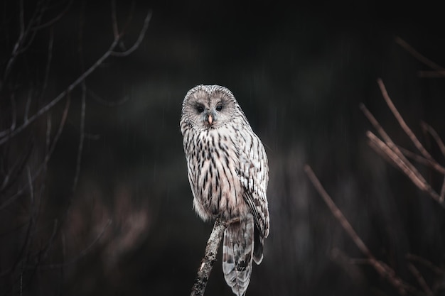 Close-up of owl perching on branch