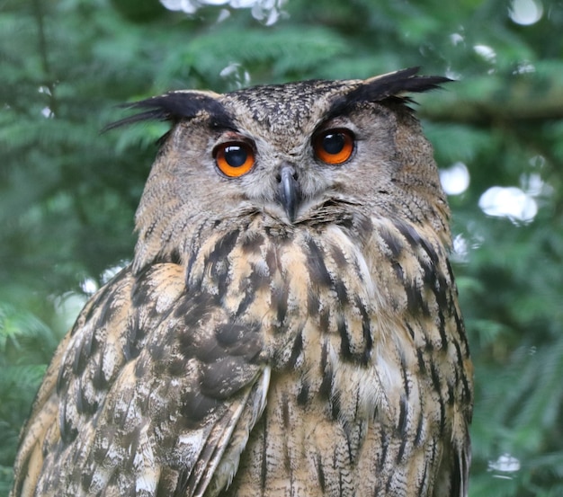 Foto close-up di un gufo che si trova nella foresta.