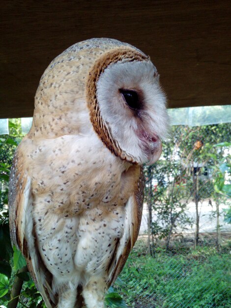 Close-up of owl perching on grass