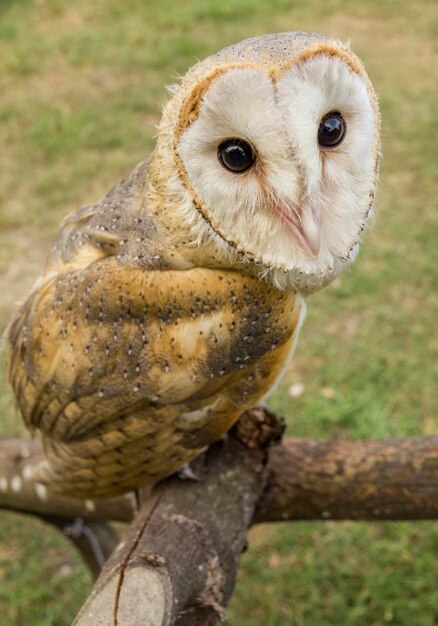 Photo close-up of owl perching on land