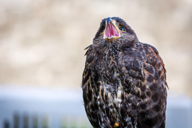 Photo close-up of owl perching outdoors