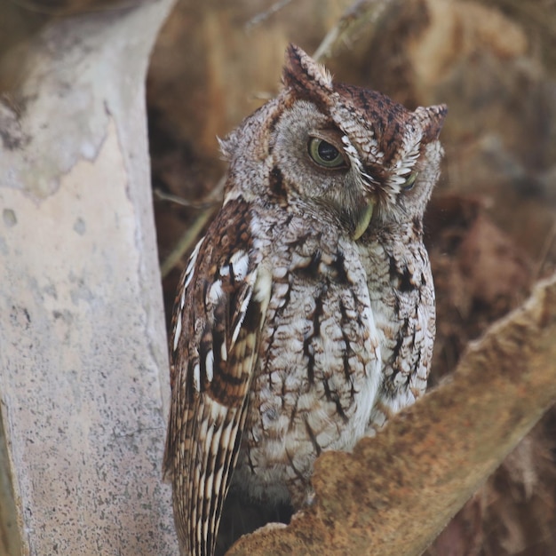 Photo close-up of owl perching outdoors