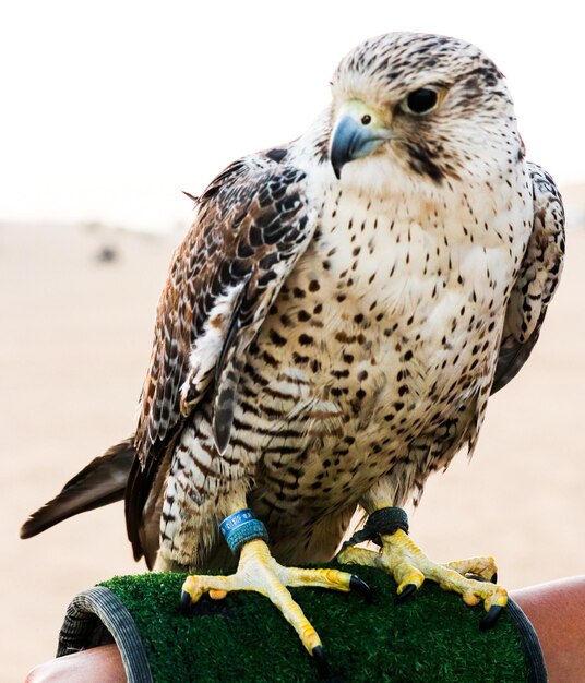 Photo close-up of owl perching outdoors