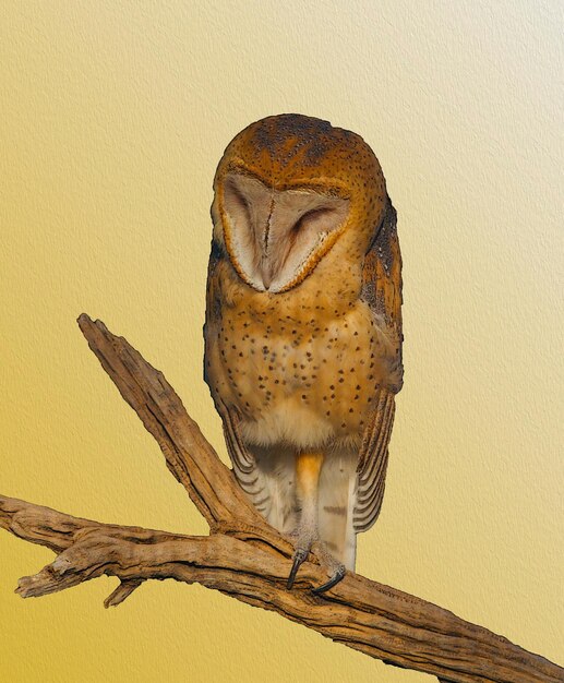 Photo close-up of owl perching on wall